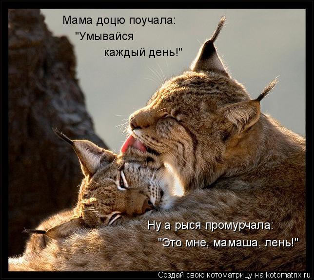 Мама доцю поучала: "Умывайся каждый день!" Ну а рыся промурчала: "Это мне, мамаша, лень!"... Котоматрица: Мама доцю поучала: "Умывайся каждый день!" Ну а рыся промурчала: "Это мне, мамаша, лень!"