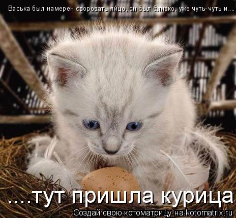 Котоматрица: Васька был намерен своровать яйцо, он был близко, уже чуть-чуть и.... ....тут пришла курица!