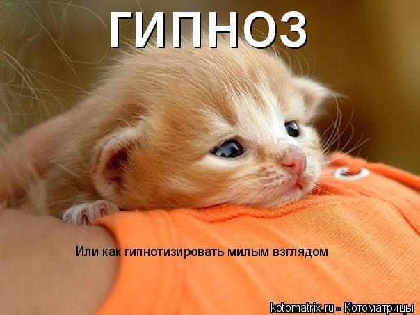 гипноз Или как гипнотизировать милым взглядом... Котоматрица: гипноз Или как гипнотизировать милым взглядом