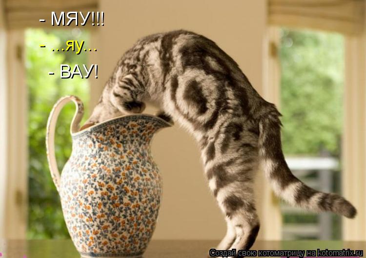- МЯУ!!! - ВАУ! - ...яу...... Котоматрица: - МЯУ!!! - ВАУ! - ...яу...