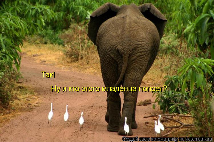Так! Ну и кто этого младенца попрет?... Котоматрица: Так! Ну и кто этого младенца попрет?
