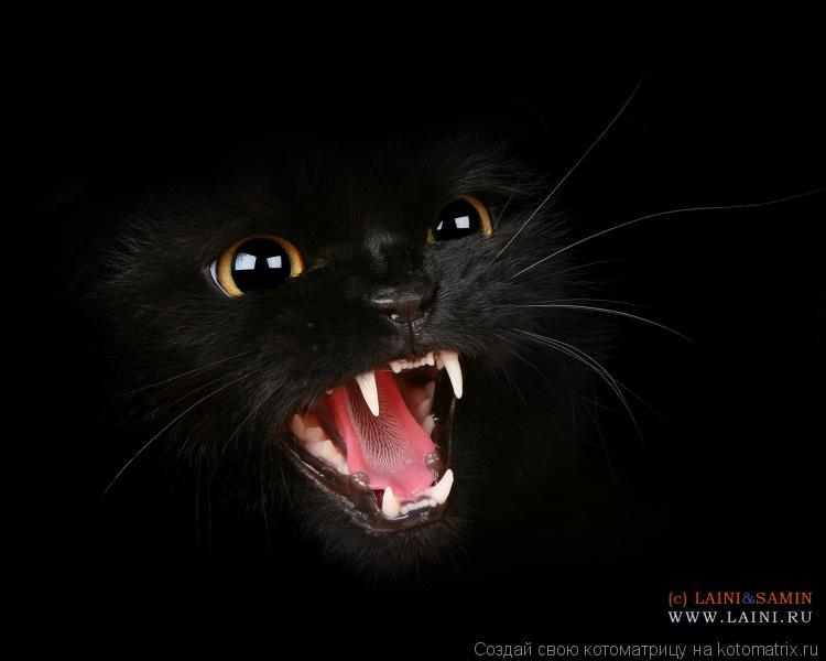.... Котоматрица: .