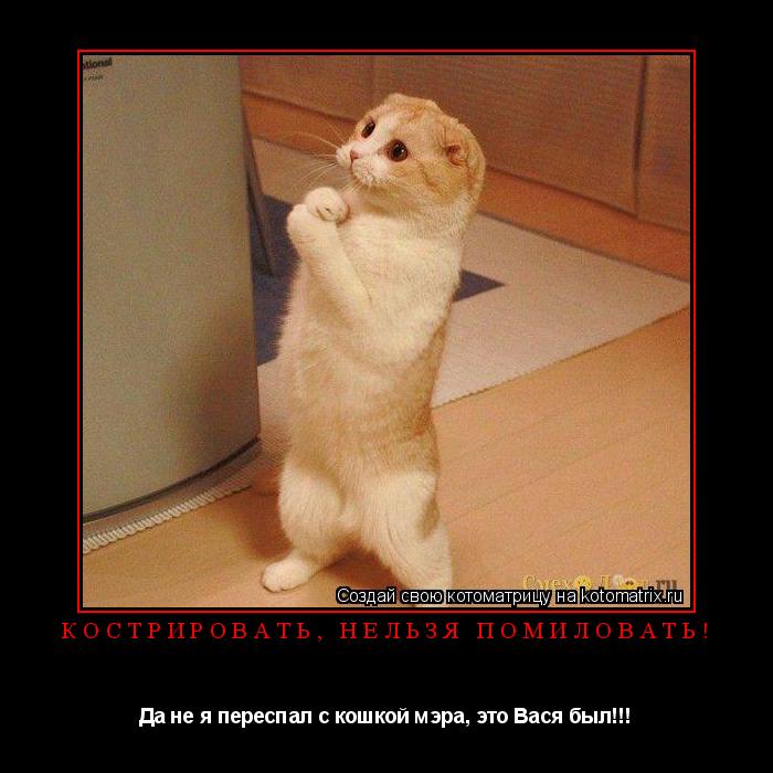 Котоматрица: Кострировать, нельзя помиловать! Да не я переспал с кошкой мэра, это Вася был!!!