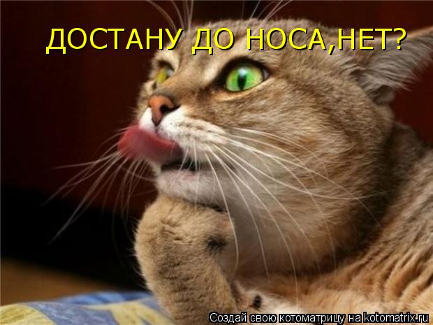 Котоматрица: ДОСТАНУ ДО НОСА,НЕТ?
