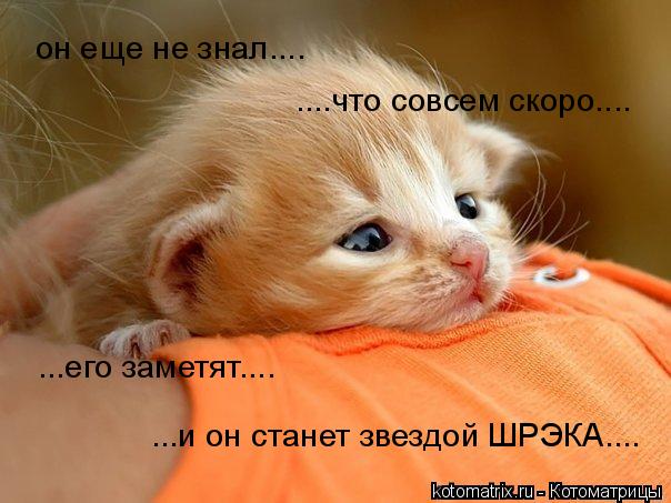 Котоматрица: он еще не знал.... ....что совсем скоро.... ...его заметят.... ...и он станет звездой ШРЭКА....
