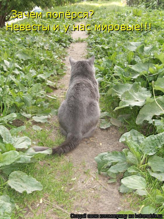 Зачем попёрся? Невесты и у нас мировые!!!... Котоматрица: Зачем попёрся? Невесты и у нас мировые!!!
