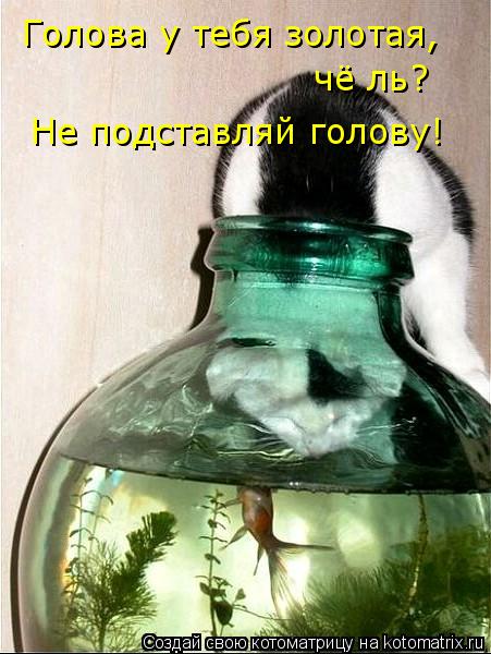 Котоматрица: Голова у тебя золотая, чё ль? Не подставляй голову!