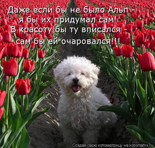 Котоматрица: Даже если бы не было Альп - я бы их придумал сам! В красоту бы ту вписался - сам бы ей очаровался!!!
