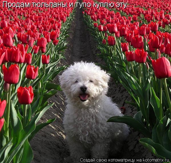 Котоматрица: Продам тюльпаны и тупо куплю эту...