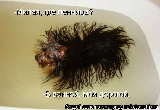 Котоматрица: -Милая, где пенница? -В ванной, мой дорогой.