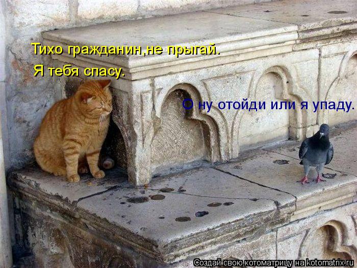 Тихо гражданин,не прыгай. Я тебя спасу. О ну отойди или я упаду.... Котоматрица: Тихо гражданин,не прыгай. Я тебя спасу. О ну отойди или я упаду.