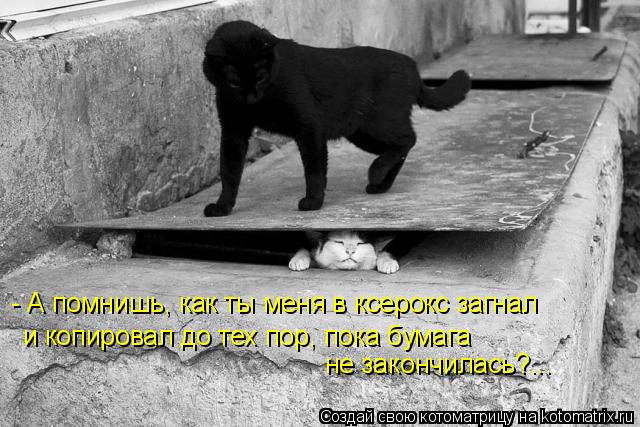 Котоматрица: - А помнишь, как ты меня в ксерокс загнал и копировал до тех пор, пока бумага не закончилась?...