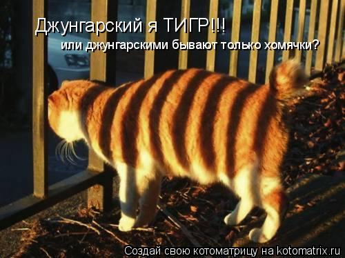 Джунгарский я ТИГР!!! или джунгарскими бывают только хомячки?... Котоматрица: Джунгарский я ТИГР!!! или джунгарскими бывают только хомячки?