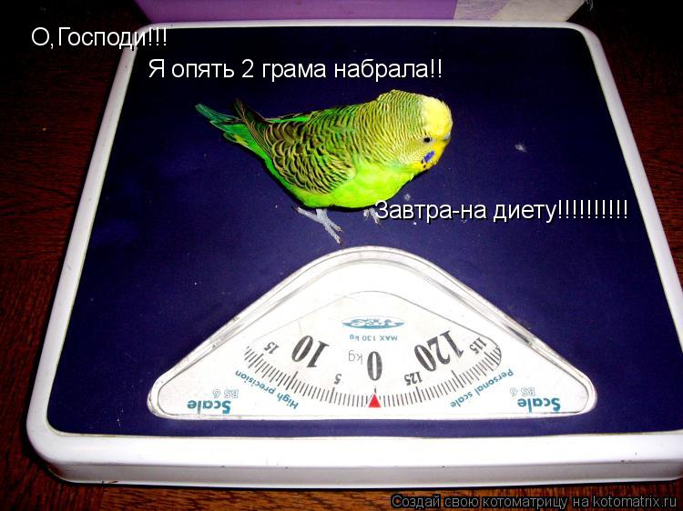 О,Господи!!! Я опять 2 грама набрала!! Завтра-на диету!!!!!!!!!!... Котоматрица: О,Господи!!! Я опять 2 грама набрала!! Завтра-на диету!!!!!!!!!!