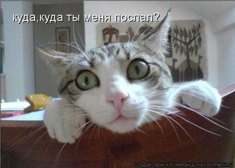Котоматрица: куда,куда ты меня послал?