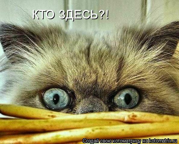 Котоматрица: КТО ЗДЕСЬ?!