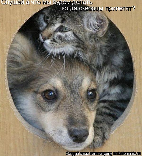 Слушай,а что мы будем делать когда скворцы прилетят?... Котоматрица: Слушай,а что мы будем делать когда скворцы прилетят?