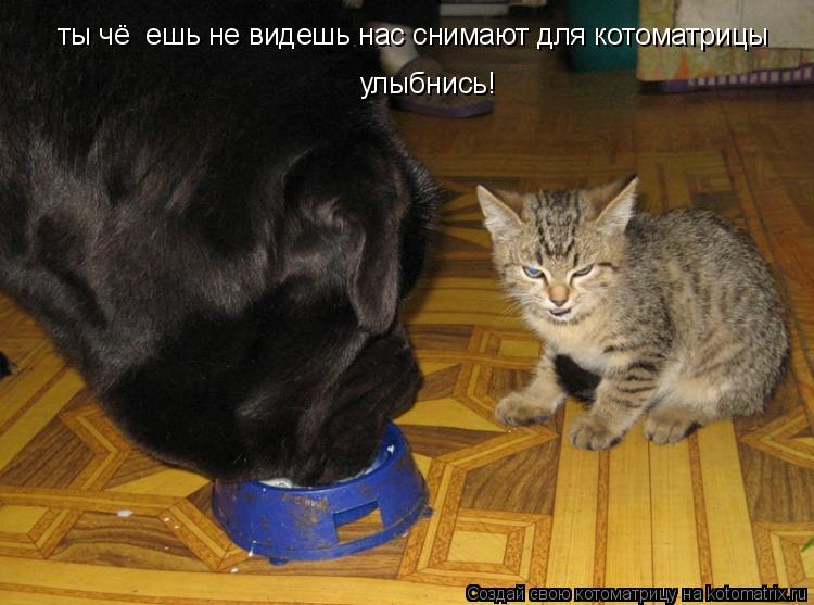 ты чё ешь не видешь нас снимают для котоматрицы улыбнись!... Котоматрица: ты чё ешь не видешь нас снимают для котоматрицы улыбнись!