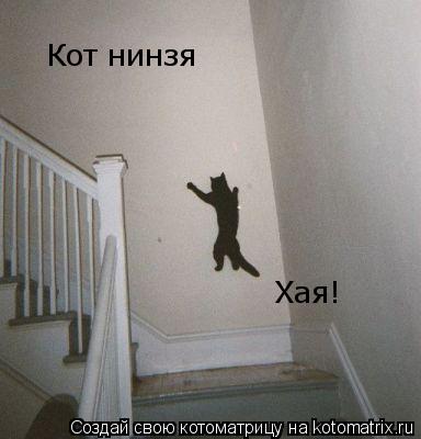 Кот нинзя Хая!... Котоматрица: Кот нинзя Хая!