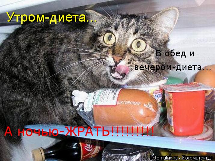 Утром-диета... В обед и вечером-диета... вечером-диета... В обед и А ночью-ЖРАТЬ!!!!!!!!!... Котоматрица: Утром-диета... В обед и вечером-диета... вечером-диета... В обед и А ночью-ЖРАТЬ!!!!!!!!!