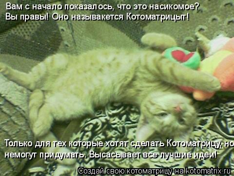Котоматрица: Вам с начало показалось, что это насикомое? Вы правы! Оно называкется Котоматрицыт! Только для тех которые хотят сделать Котоматрицу, но нем