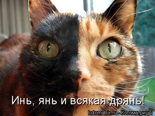 Котоматрица: Инь, янь и всякая дрянь!
