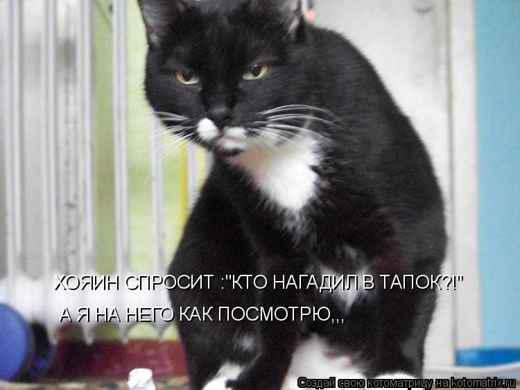 Котоматрица: ХОЯИН СПРОСИТ :"КТО НАГАДИЛ В ТАПОК?!" А Я НА НЕГО КАК ПОСМОТРЮ,,,