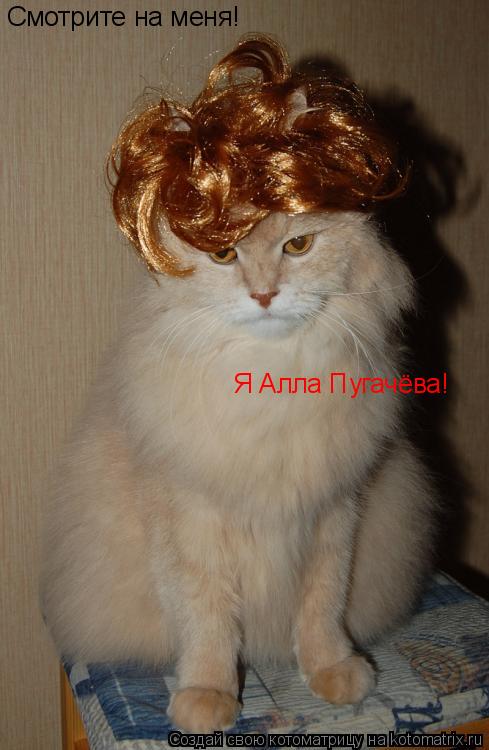 Смотрите на меня! Я Алла Пугачёва!... Котоматрица: Смотрите на меня! Я Алла Пугачёва!