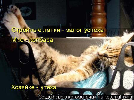 Стройные лапки - залог успеха Мне - колбаса Хозяйке - утеха... Котоматрица: Стройные лапки - залог успеха Мне - колбаса Хозяйке - утеха