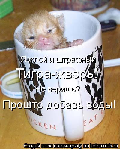 Котоматрица: Я жлой и штрафный Тигра-жверь! Не веришь? Прошто добавь воды!