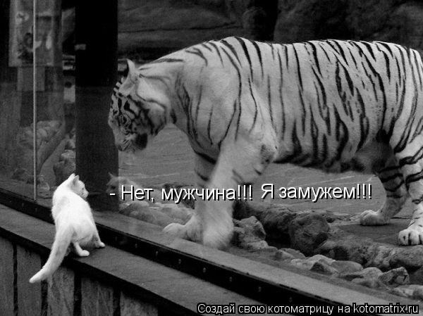 - Нет, мужчина!!! Я замужем!!!... Котоматрица: - Нет, мужчина!!! Я замужем!!!