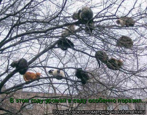 Котоматрица: В этом году урожай в саду особенно поразил...