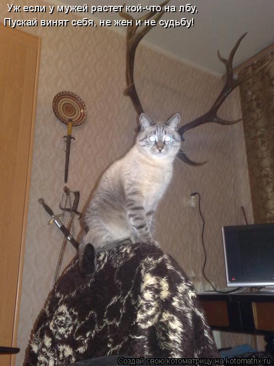 Котоматрица: Уж если у мужей растет кой-что на лбу, Пускай винят себя, не жен и не судьбу!