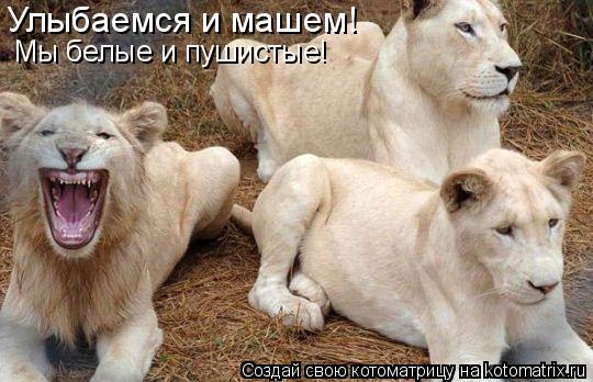 Котоматрица: Улыбаемся и машем! Мы белые и пушистые!