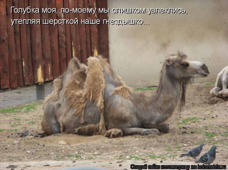 Котоматрица: Голубка моя, по-моему мы слишком увлеклись, утепляя шерсткой наше гнездышко...