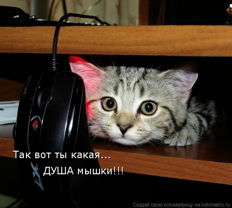 Так вот ты какая... ДУША мышки!!!... Котоматрица: Так вот ты какая... ДУША мышки!!!
