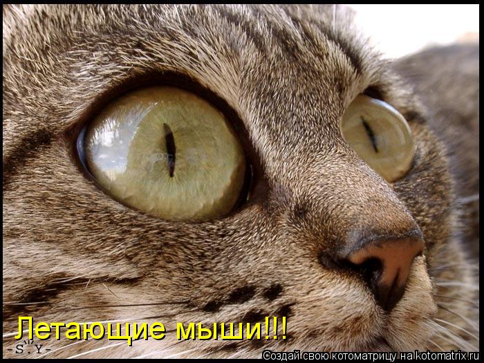 Котоматрица: Летающие мыши!!!