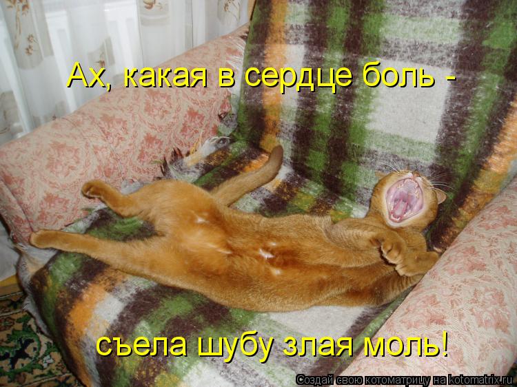 съела шубу злая моль! Ах, какая в сердце боль -... Котоматрица: съела шубу злая моль! Ах, какая в сердце боль -