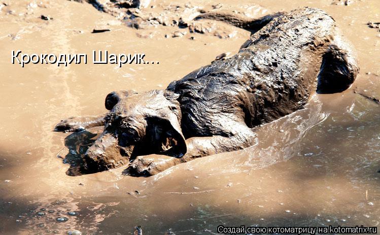 Крокодил Шарик...... Котоматрица: Крокодил Шарик...