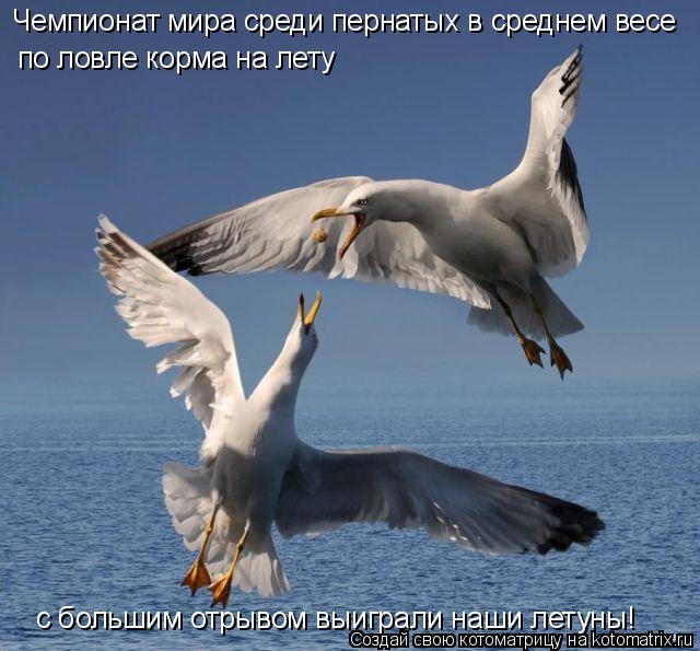 Чемпионат мира среди пернатых в среднем весе по ловле корма на лету с большим отрывом выиграли наши ... Котоматрица: Чемпионат мира среди пернатых в среднем весе по ловле корма на лету с большим отрывом выиграли наши летуны!