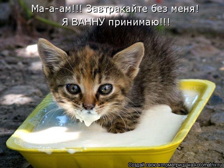 Ма-а-ам!!! Завтракайте без меня! Я ВАННУ принимаю!!!... Котоматрица: Ма-а-ам!!! Завтракайте без меня! Я ВАННУ принимаю!!!