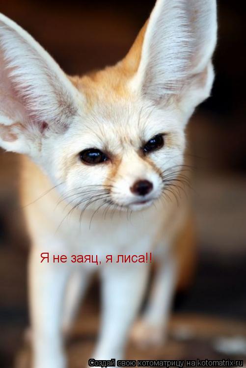 Я не заяц, я лиса!!... Котоматрица: Я не заяц, я лиса!!