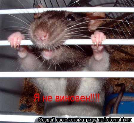 Я не виновен!!!!... Котоматрица: Я не виновен!!!!