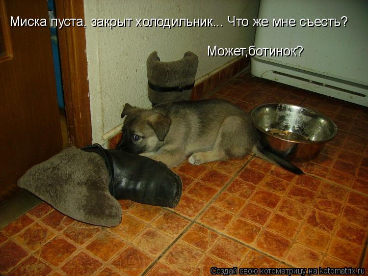 Котоматрица: Может,ботинок?  Миска пуста, закрыт холодильник... Что же мне съесть?