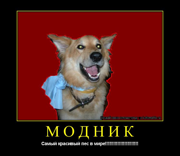 Котоматрица: Модник Самый красивый пес в мире!!!!!!!!!!!!!!!!!!!!!!!!