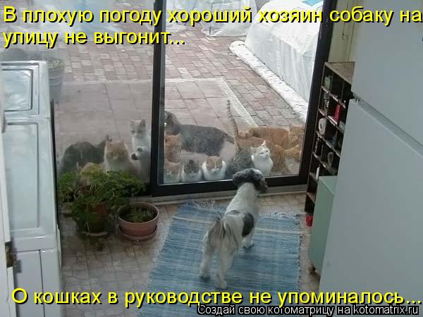 В плохую погоду хороший хозяин собаку на улицу не выгонит... О кошках в руководстве не упоминалось...... Котоматрица: В плохую погоду хороший хозяин собаку на улицу не выгонит... О кошках в руководстве не упоминалось...