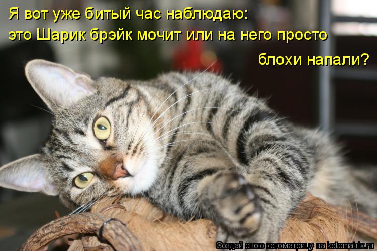 Котоматрица: Я вот уже битый час наблюдаю: это Шарик брэйк мочит или на него просто блохи напали?