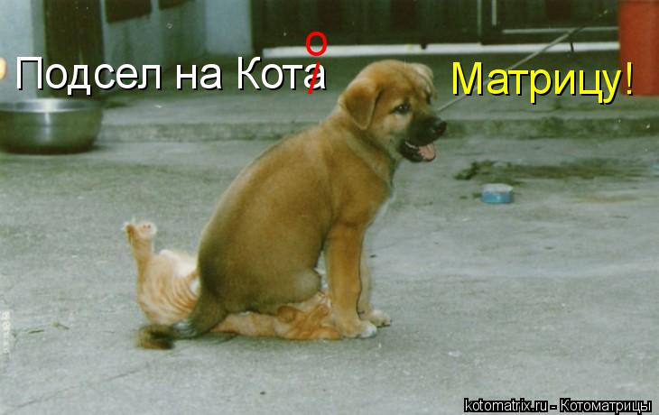 Котоматрица: Подсел на Кота Матрицу! / о