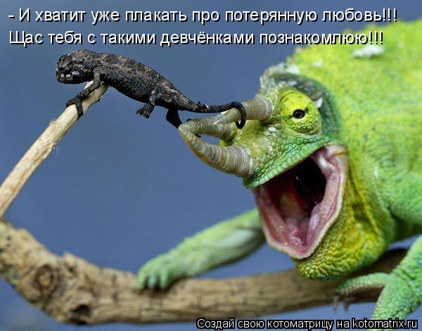 Котоматрица: Щас тебя с такими девчёнками познакомлюю!!! - И хватит уже плакать про потерянную любовь!!!