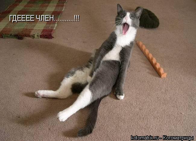 Котоматрица: ГДЕЕЕЕ ЧЛЕН...........!!!